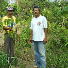 Rubber plant farm in the Philippines