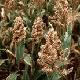 The project aims to boost nutrient levels in sorghum, a major crop in Africa
