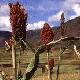Sweet sorghum, a crop that can be used to produce bioethanol