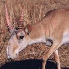 The endangered Saiga antelope's horns are used in traditional Chinese medicines
