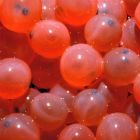 GM salmon eggs