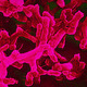 Salmonelle enterica Typhi, the microorganism that causes typhoid fever
