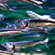 Caribbean sardine collapse linked to climate change