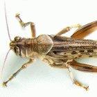 The desert locust
