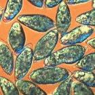 Eggs of <i>Schistosoma haematobium</i>, a parasite that causes schistosomiasis, a neglected disease that affects millions worldwide