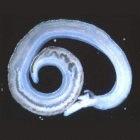 Adult schistosome worm