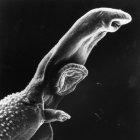 A schistosome parasite magnified 256 times