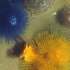 Marine biodiversity in New Caledonia