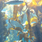 Seaweed