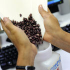 Beans at CIAT gene bank, Colombia