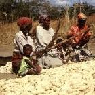 Shelling maize the traditional way in Zambia