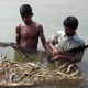 Harvesting shrimp in Asia