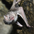A vampire bat