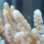 Siluria coral