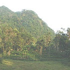 World heritage site Sinharaja Forest Reserve is an important forest in this ecoregion