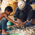 Africa's mollusc stocks at risk from ocean acidification