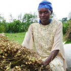 How research for agricultural innovation works best