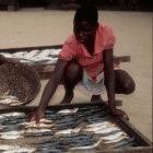 Smoking fish in Ghana