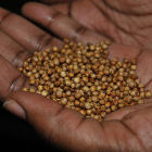 Seeds