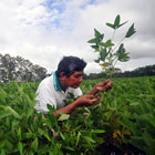 Cultivo de soya