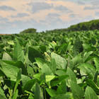 Cultivo de soja