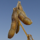 Vaina de soya