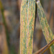 Wheat showing stem rust symptoms