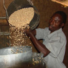 Storing maize in metal silos