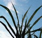 La caña de azucar, usada en la producción de etanol