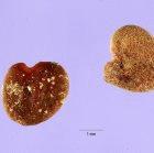 The seeds of Sutherlandia frutescens