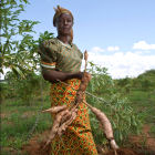 Sweet potato farmer in Africa