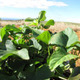 Sweet potato plant
