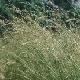 Tall fescue is grown as a forage crop in many parts of the world