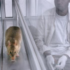 A Gambian pouch rat training in a lab, courtesy of APOPO (Flickr/Herorats)