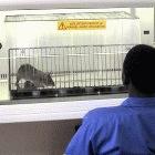 Training rats for TB detection