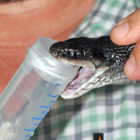 Taking a venom sample from a snake