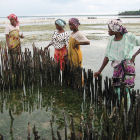 African shellfish farmers