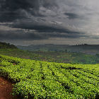 Tea plantation