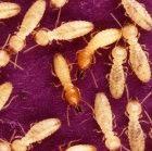 Termites: a tasty snack?