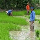 Most rice does not tolerate being totally submerged 