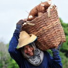 Thai farmer