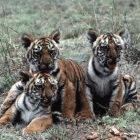 India is believed to be the home to the largest number of royal Bengal tigers.