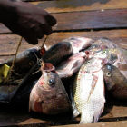 Tilapia for sale in Africa