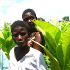 Children in a tobacco field