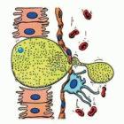 Malaria parasites migrating from liver to blood (see images below for explanation)