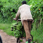 Transporting bananas to market - Flickr\CIAT (by Neil Palmer)