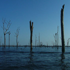Árboles muertos en Balbina Árboles muertos en Balbina