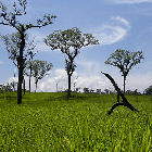 Trees 