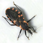 Triatoma dimidiata Triatoma dimidiata