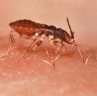Assassin bugs are the vector of the Chagas parasite